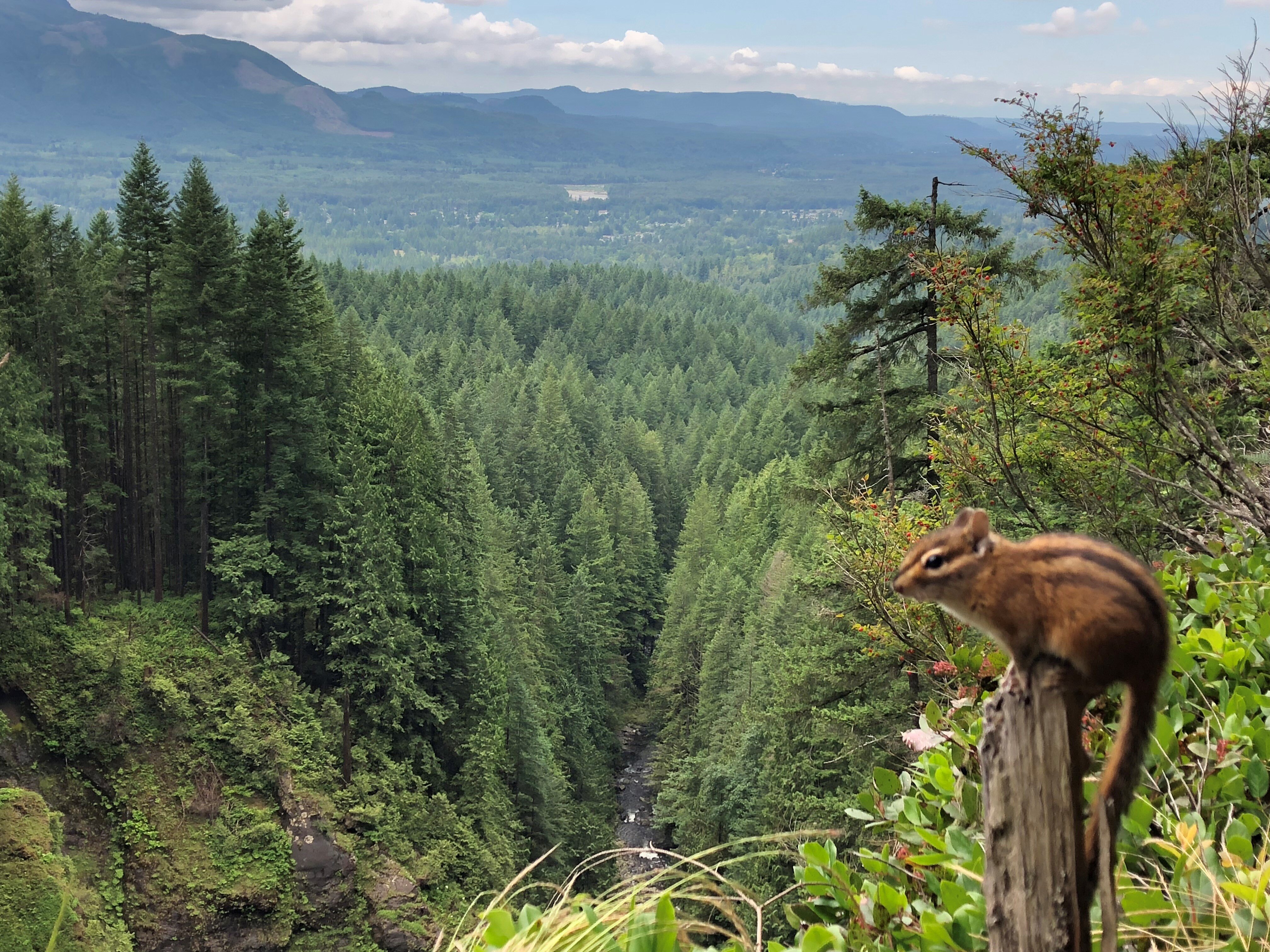 oscar ekorre seattle